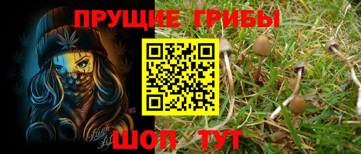 Элиста  что такое наркотик  Вход с VPN  Псилоцибиновые грибы Psilocybe 